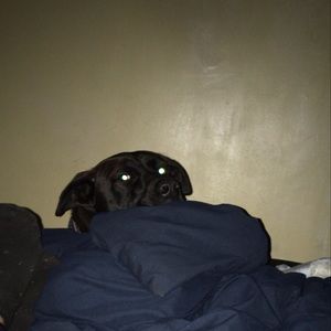 Meet your Posher, Alexander